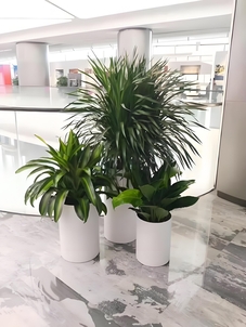 发现宁波江北盆景租摆，邂逅不一样的植物风情